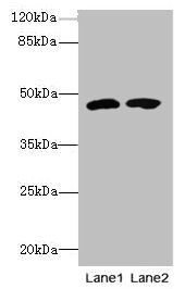 TRIP13 Antibody