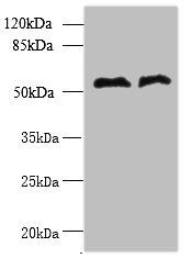 TRIT1 Antibody