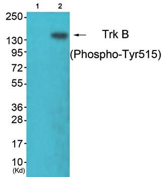 Trk B (Phospho-Tyr515) Antibody
