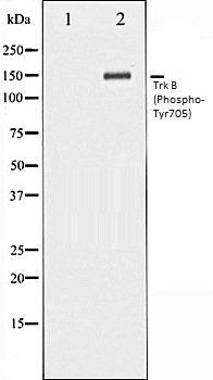 Phospho-Trk B (Tyr706) Antibody