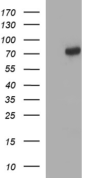 TRMU Antibody