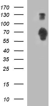 TRMU Antibody