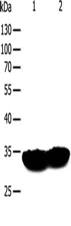 TPM1 Antibody