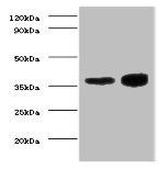 TNNT2 Antibody