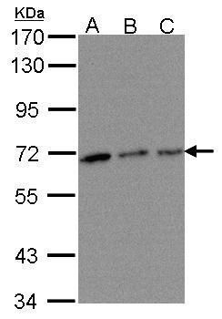 TROVE2 Rabbit Polyclonal Antibody