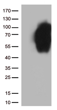 TNFRSF19 Antibody