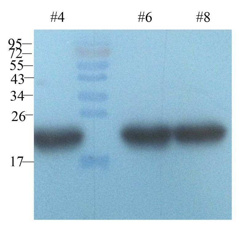 TRX Mouse Monoclonal Antibody