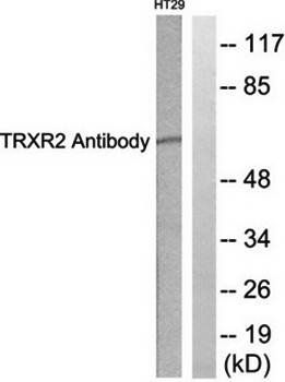 TRXR2 Antibody