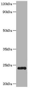 Trypsin Antibody