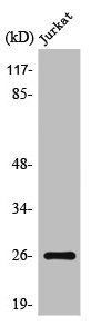 TSN Antibody
