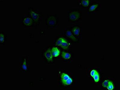 TSPAN16 Antibody