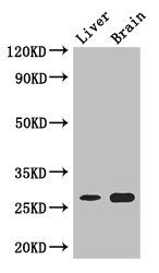 TSPAN8 Antibody