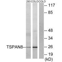 TSPAN8 Antibody