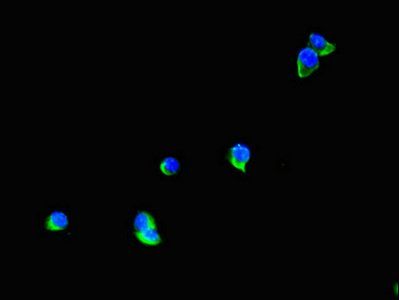 TTI1 Antibody