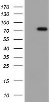 TTLL12 Antibody