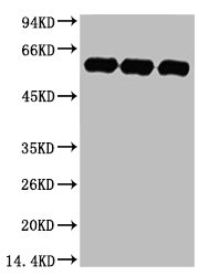 TUBA1A Antibody