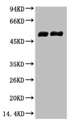 TUBB2A Antibody