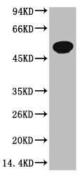TUBB3 Antibody