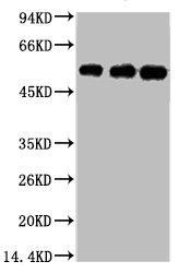 TUBB3 Antibody