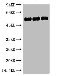 TUBB3 Antibody