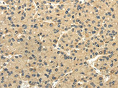 TULP2 Antibody