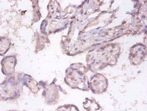 TNFSF9 Antibody