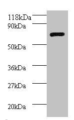 FAS Antibody