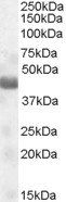 TUSC4/NPRL2 (aa 140 to 151) Antibody