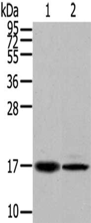 TUSC5 Antibody