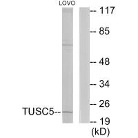 TUSC5 Antibody