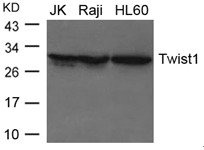 TWIST1 Antibody