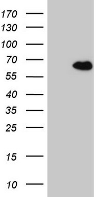 TWIST2 Antibody