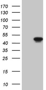 TWIST2 Antibody