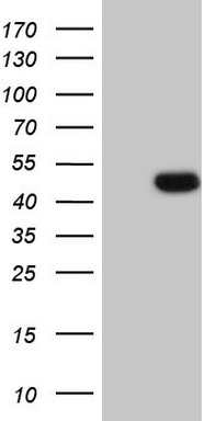 TWIST2 Antibody