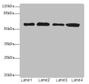 TXNRD1 Antibody