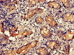UAP1 Antibody
