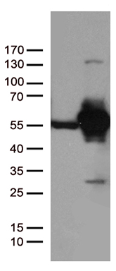 UAP56 Antibody