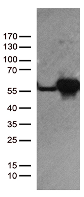 UAP56 Antibody