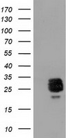 BAT1 Antibody