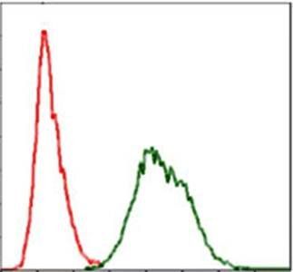 UBB Antibody