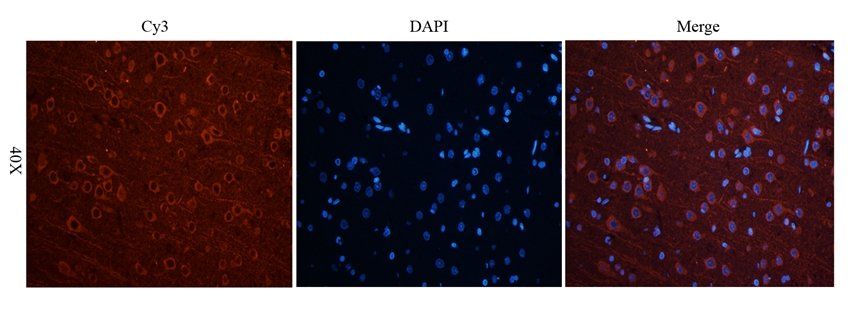 UBC12 Rabbit Polyclonal Antibody