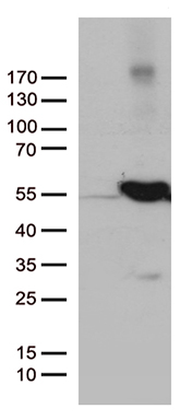 UBE1C Antibody