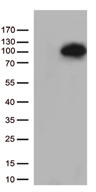 UBE1C Antibody