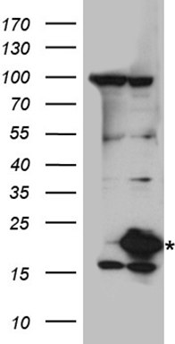UBE2L3 Antibody