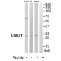 UBE2T Antibody