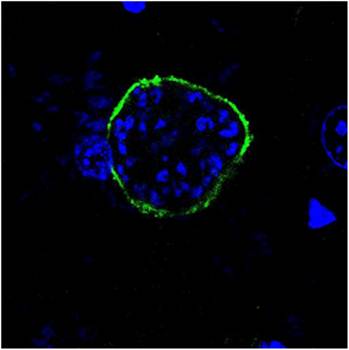 UIS4 Antibody