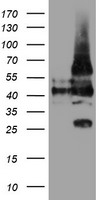 UNG Antibody