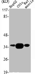 UNG Antibody