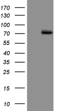 uPA Antibody