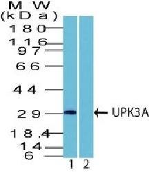 UPK3A Antibody
